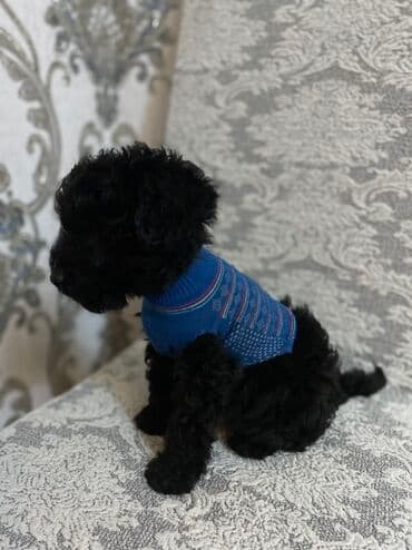 Geyimlər: Qara balaca it üçün mavi trikotaj sviter - Rəng: mavi (nazik çəhrayı — 5