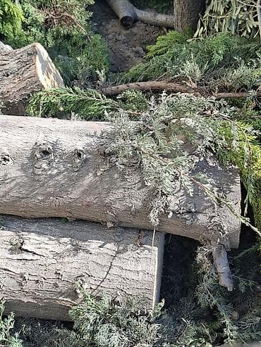 Məhsul: Kəsilmiş ağac gövdələri və budaqları Təsvir: - Böyük