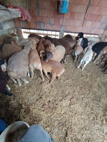 cins ineklerin qiymeti: Salam aleyküm ünvanımz binə atclk qiymet 200 den başdıyır 280 kimi — 1