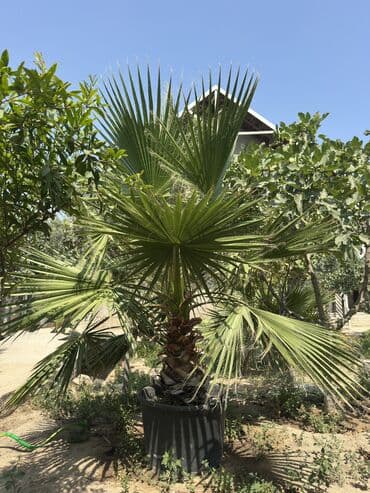 palma ağacı: Vaşinkton palmasi (qiymət 5 - 10 manat ) (500-550 dənə var ) Böyuk — 7