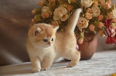 Heyvanlar üçün mallar: Qızıl şinşilla, Erkək, Dişi, Ünvandan götürmə — 2