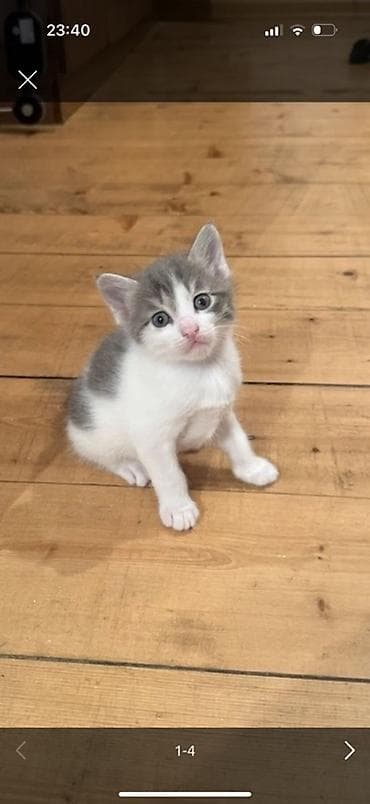 ağ pişiklər: Erkək, Dişi — 4