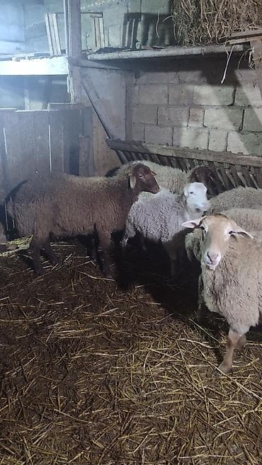 pisik bala: Sağlam cavan heyvanlardi kom satılır Kurdexanidadi. Ümumi 12 Heyvandi — 9