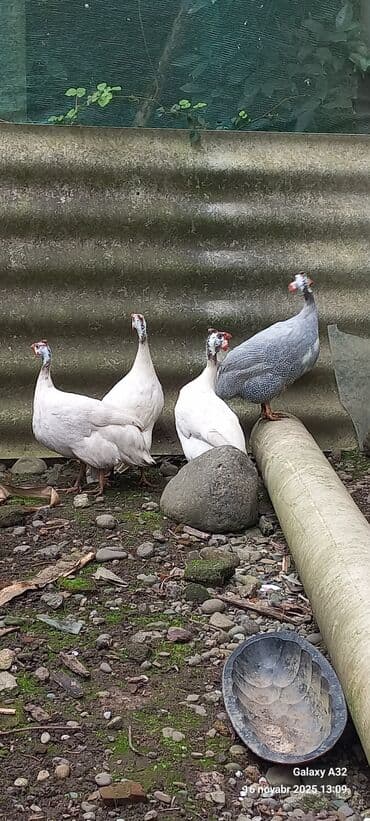 at yəhər: Toyuq, Damazlıq — 2