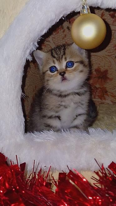 pers pişiyi: Tabbi — 1