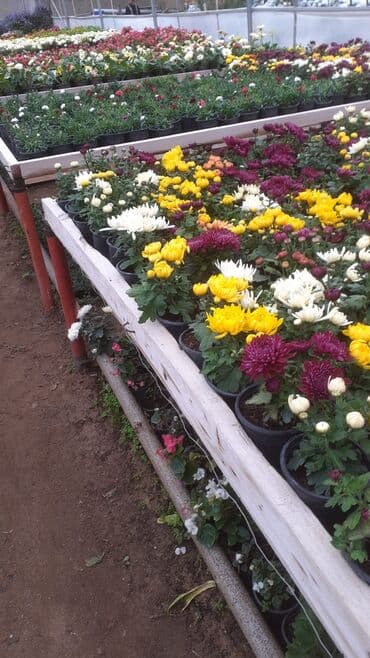 taxtadan gul qablari: Dibçəklər – bağ, eyvan, terras və interyer üçün - Material: təbiağac — 6