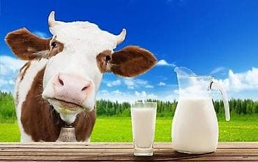 qida məhsulları: Təbii kənd südü - Məhsul: İnək südü - Mənşə: Açıq otlaqlarda — 1