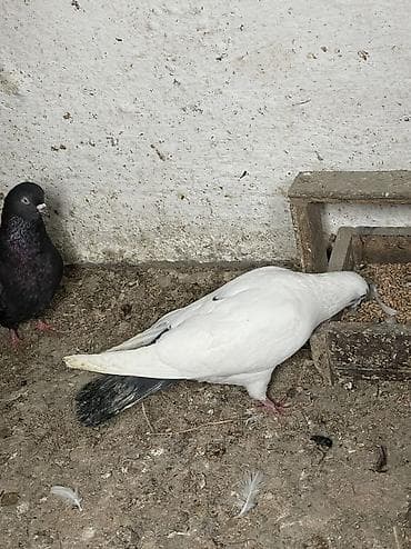 13 dene quşdur kom gptüren olsa 5 manatdan tek tek başqa qiymetedir