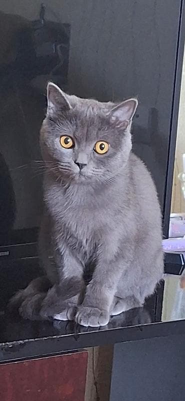 Britan lalafo.az -da Britan