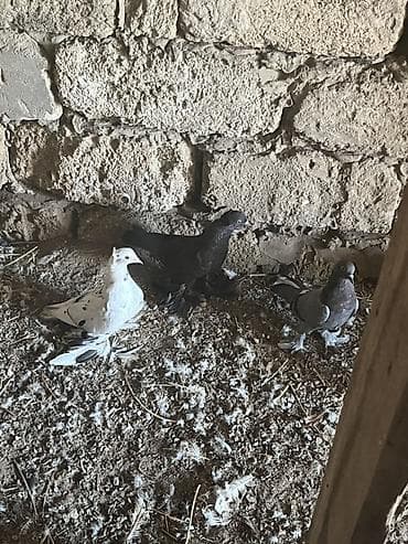 pavlin goyərcin: Dekarativ lələkliləri həyət üzü görmüyüblər ancaq qaracda saxlamışam — 3