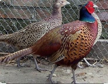 lal ordek yumurtası: 2 fere 1 xoruz qirqovul tam saglam temiz heyvanlardir wekili diqqət — 1