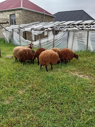 qoç əti: Qoyun sürüsü – ət və yun istiqaməti - Cins: yerli qəhvəyi/qonur — 5