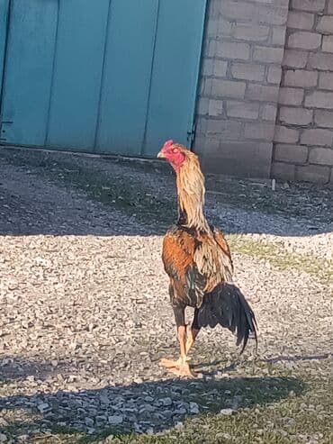 cins buzovların satışı: Heyratı 2 yaşı var — 1