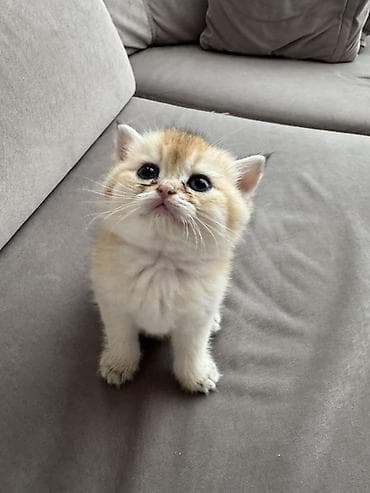 Животные: Британская — 5