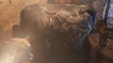 Zaslonkalar: Məhsul: Dana (bir neçə baş) salam dana satılır 5 baş Təsvir: - — 5