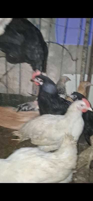 akvarium baliqlari satilir: Toyuq, Ətlik — 5