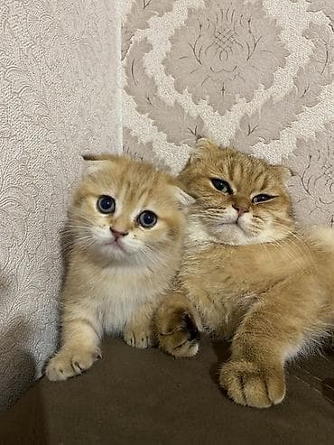 bala pişikler: Qızıl şinşilla, Dişi — 5