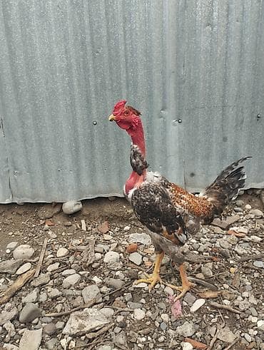 balaca cücə: Salam Alekum süper beçe satram artıg olduğu üçün Maşallah eladı — 4