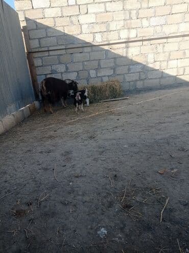 inek sagan aparat qiymeti: Ikinci qarına doğub ekizdi ballar disidi — 3