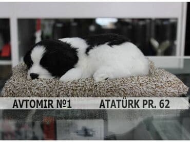 запчасти для авто: Dekorativ panel örtüyü i̇t bundan başqa hər növ avtomobi̇l — 1