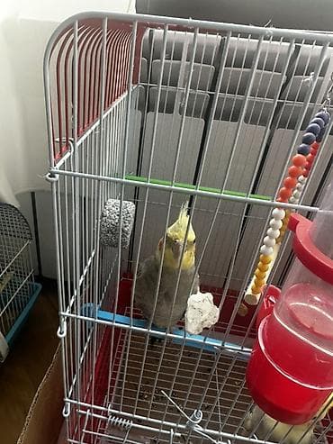 Cütü 80m.Çexlə barter mümkündür başqa quşlarlada olar baxır neçə