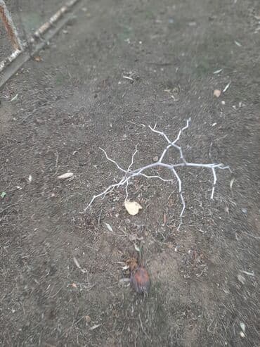 İydə və innab tingləri .Ünvan Bilgəh.Razılaşma yolu ilə.Ağacların