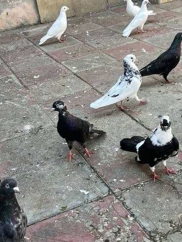 енот в баку купить: Cil eni quyruq erkekdi unvan sabuncu — 3