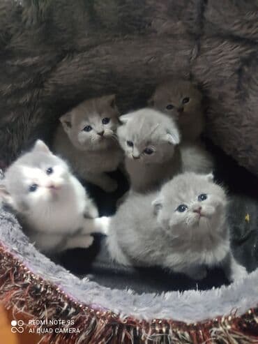 мейн кун купить в баку: Şotland, Erkək, Dişi, Ünvandan götürmə — 3