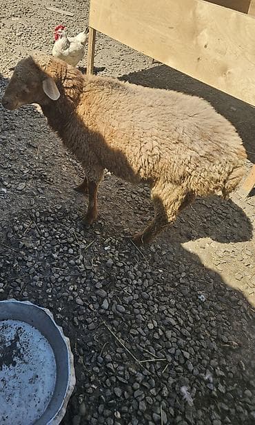 приют для животных в баку адрес: Salam qurbanliq damazlig quzular 32.25 arasi diri ceeri var — 2