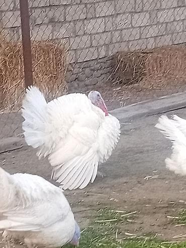 Quşlar: Ağ rəngli hinduşka sürüsü 8 ayliq xoruzlardi cekileri 8 kq alti — 4