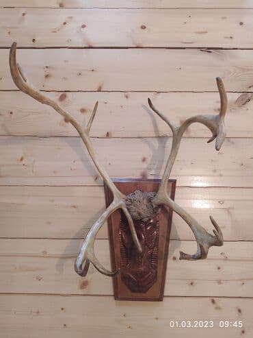 kərpic qiyməti: Maral buynuzu 1960-cı ildə Yakutiyadan gətirilib! Yaxşı vəziyyətdədir! — 1