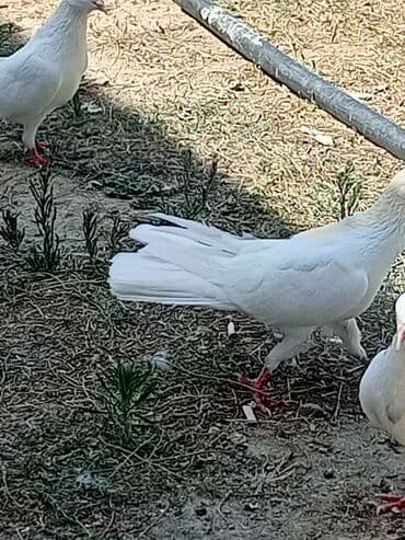 qarğa satışı: Salam ağ enli quyruq hündür ayaq erkəy satılır heç bir prablemi yoxdur — 3