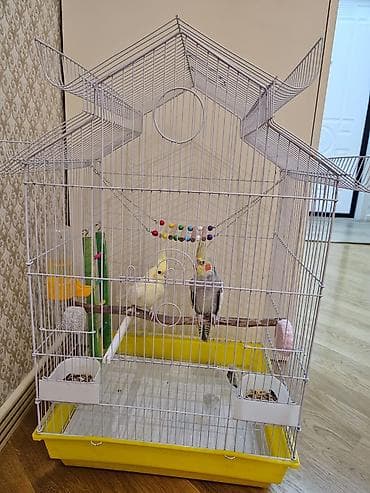 Heyvanlar üçün mallar: Nimfa (Cockatiel) cütü və geniş qəfəs dəst - Növ: Nimfa tutuquşusu — 2