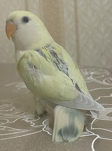 Gəmiricilər: Salam 40-45 günlük yeni yemə düşmüş balalardı. 3 ədəddir hamsı tam — 7