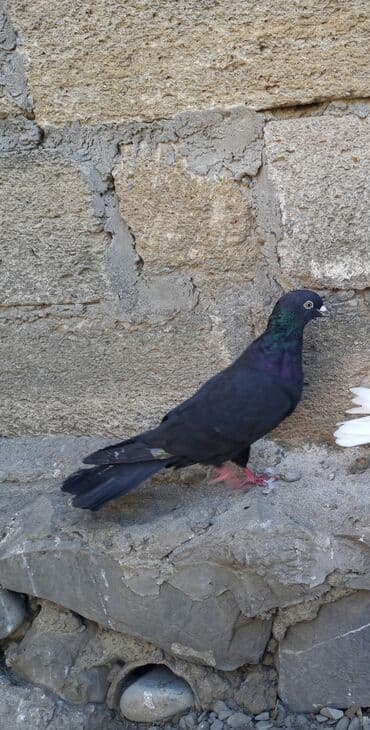 danisan papuqay satilir: Qara rəngli ev göyərçini - Növ: ev göyərçini (qara rəngli) - Rəng və — 2