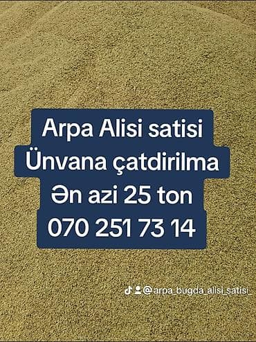 heyvan sahiblənmə: Arpa topdan satış - Yemlik arpa - Minimum sifariş miqdarı: 25 ton - — 2