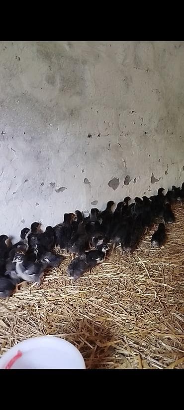 cücə və xoruz təmsil: 25 günlük super seçmə rəng seçmə kənd cücələri satılır, hamısı qara — 4
