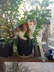 pişik satişi: Britan, Dişi, Yaxşı əllərə, Ünvandan götürmə, Pulsuz çatdırılma, Ödənişli çatdırılma — 7