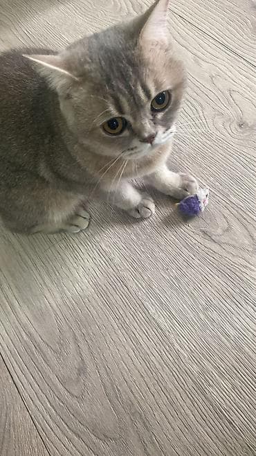 pişik cütleşdirmek: Şotland yastı qulaq — 7