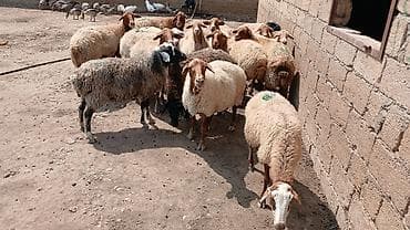 yem satisi: Qoyun sürüsü – ət və damazlıq üçün - Növlər: qarışıq yerli cinslər — 2
