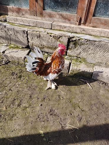 Yaponka xoruzu satılır.tam sağlamdır.heyvan göz önündədir.qiymət 20