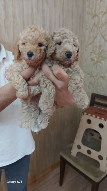 Heyvanlar üçün mallar: Малый пудель мальчики и девочки,дата рождения 26 декабря.Прглистованы — 7