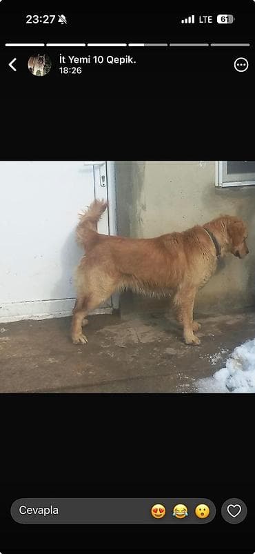 retriver: Retriever, Erkek — 1