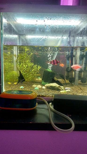 dana heyvan: Akvaryum komplekti – tam işlək set - Şüşə akvaryum: düzbucaqlı forma — 2