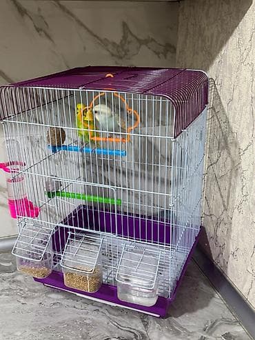 Собаки: 65 manata alinib 50 man satilir.Yemide var — 2