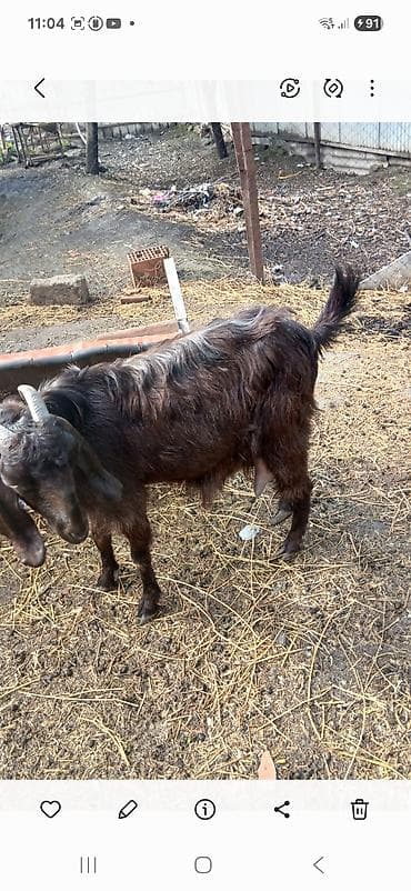 heyvan satisi: Təktəkde satlır cudə istiyan bu nomene əlaqə saxlasın 0506354123 — 4