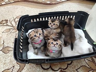 scotish fold: Şotland yastı qulaq, Erkək, Dişi, Yaxşı əllərə, Ünvandan götürmə, Pulsuz çatdırılma, Ödənişli çatdırılma — 2