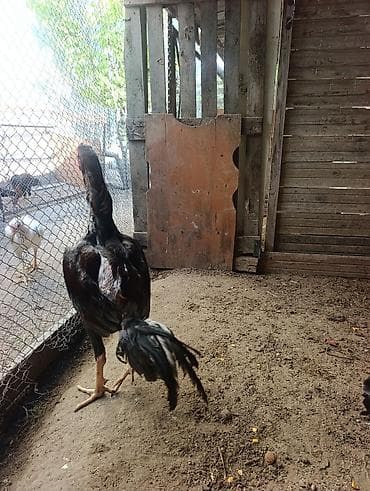 agdam xoruzu: Salam aleyküm 9 aylığdi ünvan Qala. Məhsul: Uzunboyun xoruz — 2
