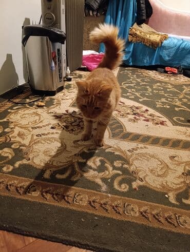 pişik latok: Sevimli pişik – narıncı rəngli, zolaqlı tüklər, qısa pəncələr və çox — 8