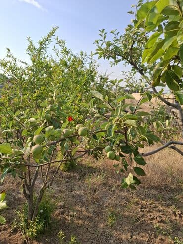 mingecevirde kreditle satilan evler: 3 otaqlı, 100 kv. m, Kredit yoxdur, Təmirsiz — 12